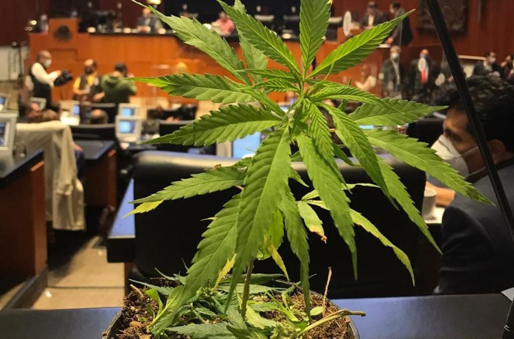  La senadora Jesusa Rodríguez llegó con una planta de marihuana al Pleno del Senado, para demandar que la regulación de la cannabis sea una de las prioridades en la agenda legislativa para el próximo periodo de sesiones. (TWITTER)