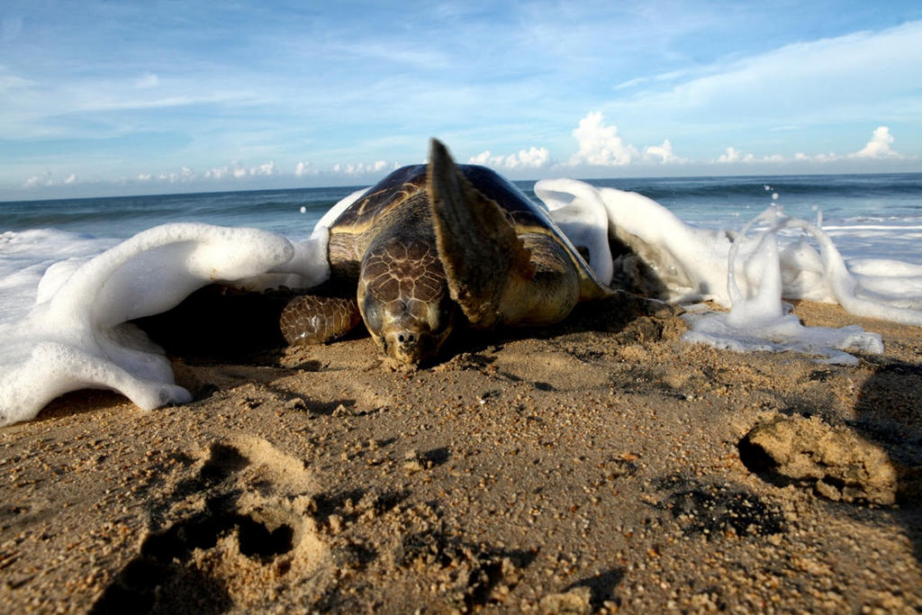 El daño ambiental que dejó el paso de la tormenta tropical 'Hernán' por el litoral michoacano fue la devastación de campamentos naturales y cerca de 600 mil huevos de tortuga marina. (ARCHIVO)
