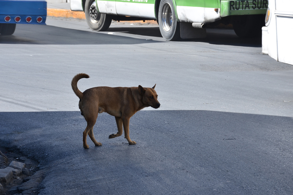 El representante de la asociación Humanimalium indicó que la captura de perros callejeros no resuelve la sobrepoblación.