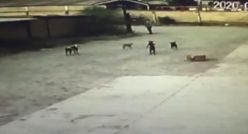 Imágenes captadas por una cámara de seguridad del pasado lunes muestran el ataque de un grupo de perros a una persona en la colonia Miguel de la Madrid. (ESPECIAL)