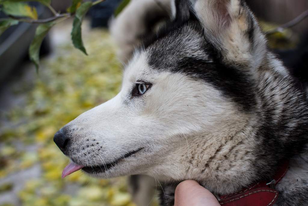 Los perros husky son animales muy bellos, llamativos y encantadores. Con unos ojos penetrantes y apariencia que recuerda a la de un lobo. (ESPECIAL)
