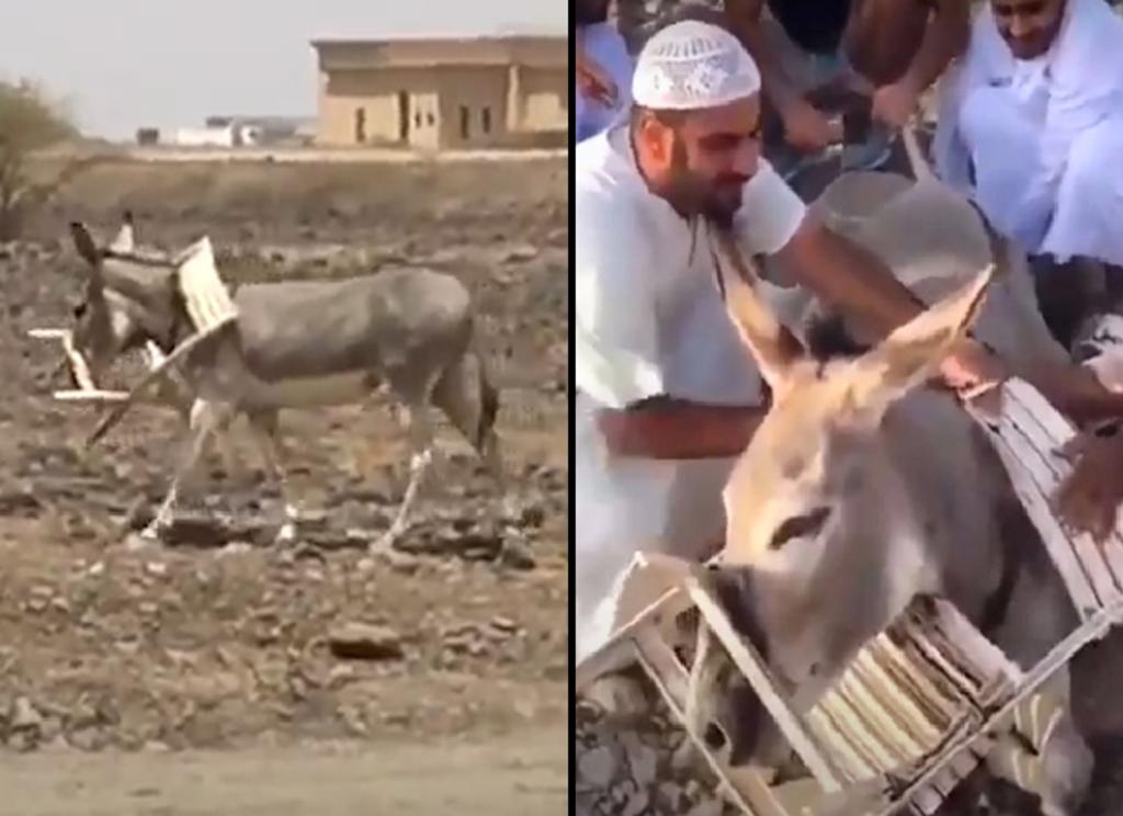 Curaron las heridas del burro y luego lo dejaron libre. (INTERNET)