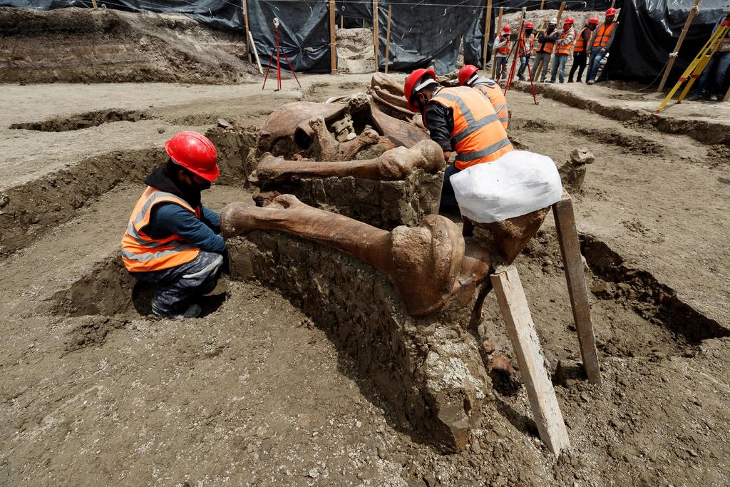 El número de esqueletos de mamut descubiertos en el sitio donde se está construyendo un aeropuerto al norte de la Ciudad de México aumentó a cuando menos 200, y una gran cantidad aún no es excavada, dijeron expertos el jueves. (ARCHIVO)