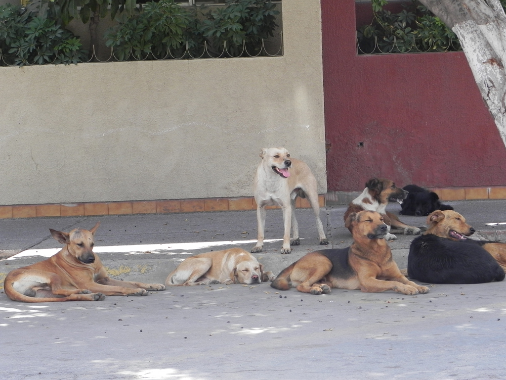 La postura de la asociación es la de impedir que se sacrifiquen a los perros de la calle y en su lugar sancionar a dueños irresponsables. (EL SIGLO DE TORREÓN)
