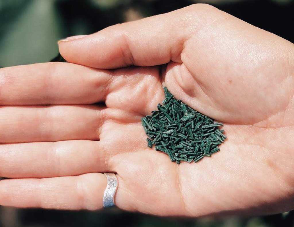 La espirulina es un alga azul verdosa famosa por poseer una importante cantidad de proteínas, vitaminas y minerales. Además de su efecto saciante. (ESPECIAL)
