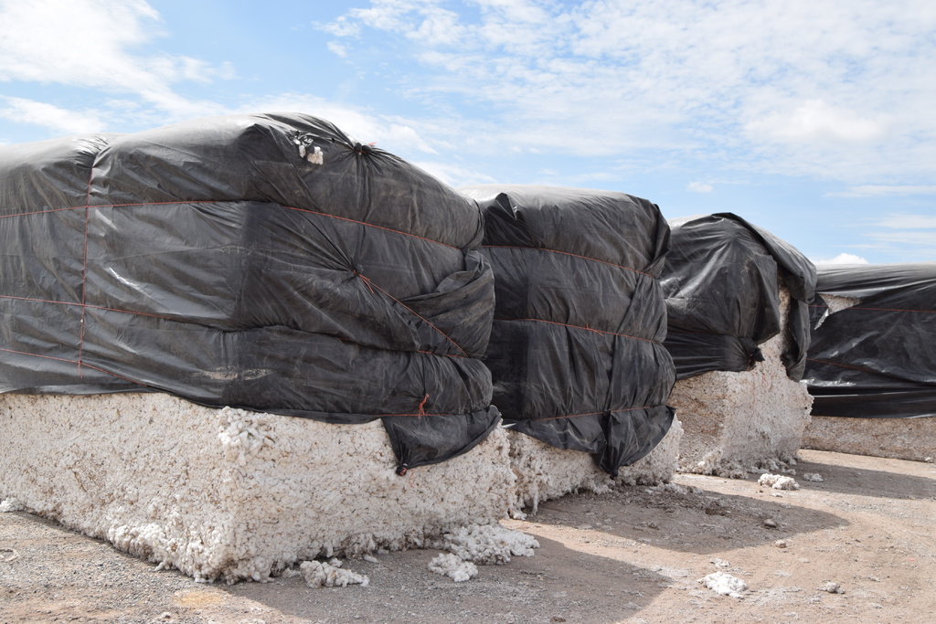 Los costos de producción del algodón aumentaron drásticamente. (EL SIGLO DE TORREÓN) 