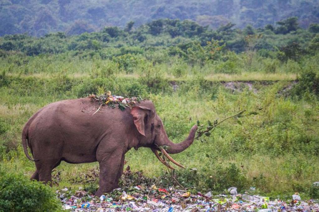 El posible que el elefante haya consumido desechos tóxicos. (INTERNET)