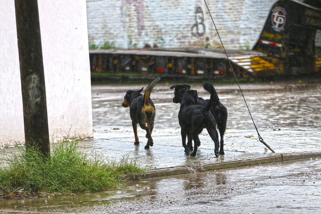 Ciudadanos llaman a las autoridades a realizar acciones para contrarrestar la sobrepoblación de perros callejeros. (EL SIGLO DE TORREÓN)