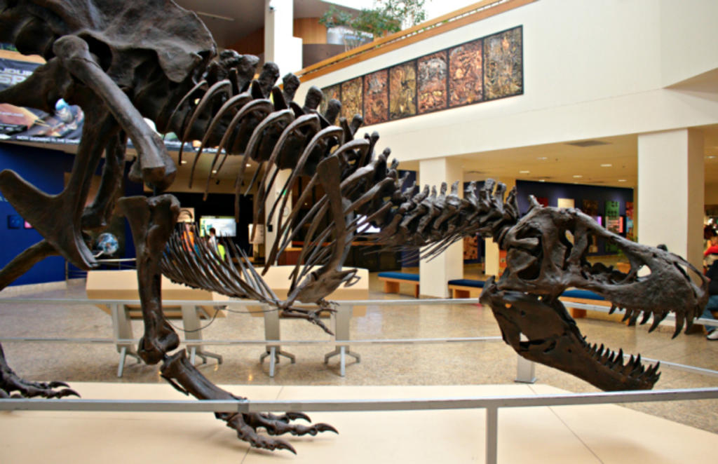 Su nombre científico es BHI 3033 y sus réplicas, repartidas por todo el planeta, han sido vistas por miles de aficionados a la paleontología y al mundo de los dinosaurios. (Especial)