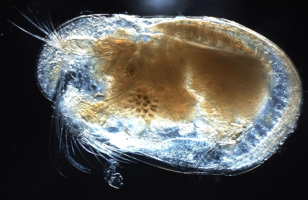 Fueron descubiertos en el interior de una hembra de un minúsculo crustáceo que quedó atrapada entre el ámbar (ESPECIAL) 