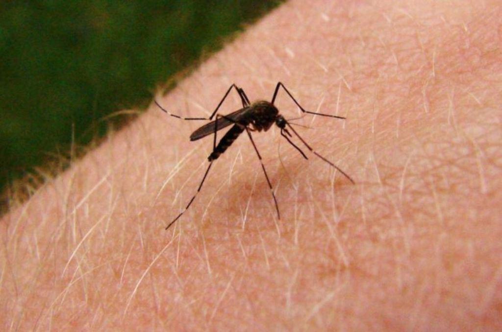 La Organización de la Salud ha informado que el mosquito Aedes Aegypti vive en hábitats urbanos y se reproduce principalmente en recipientes artificiales.