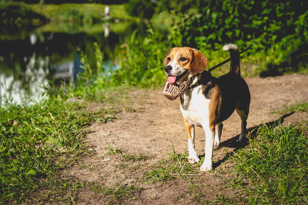 Luego de meses de investigación se comprobó que los perros son capaces de detectar el COVID-19  por medio de la orina o el sudor.  (ESPECIAL)