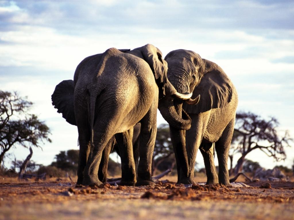 La pelea se debió a la competencia por ser el elefante dominante de la manada. (INTERNET)