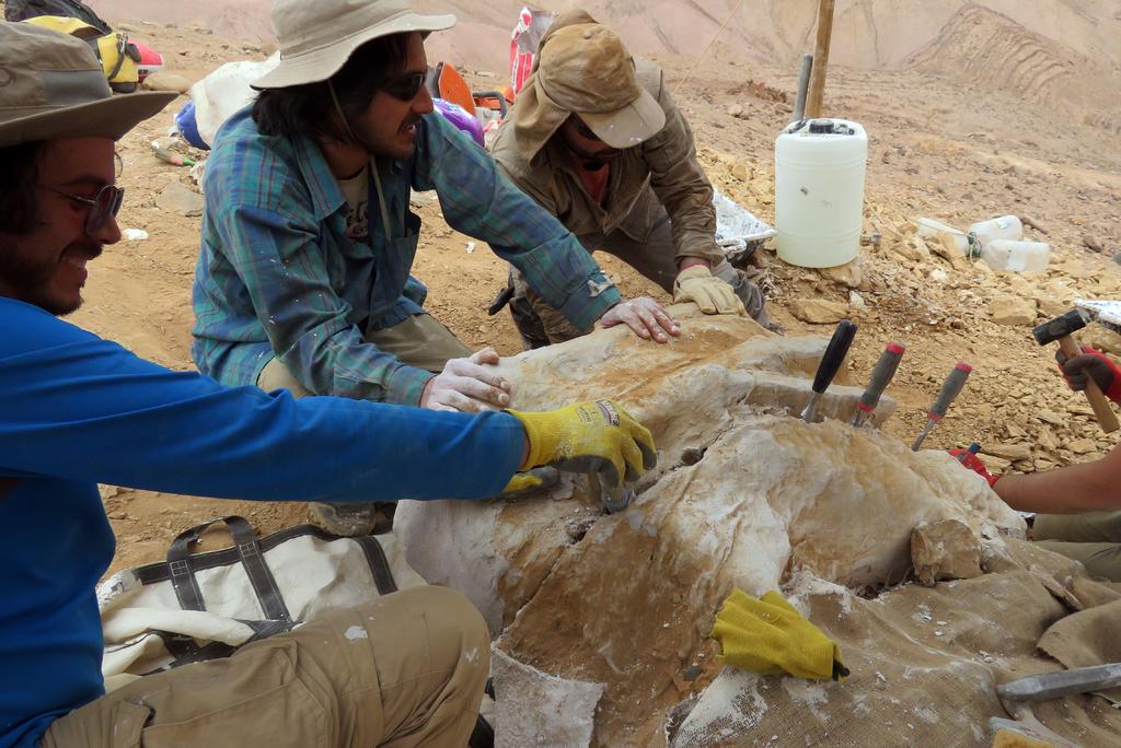 Investigadores chilenos hallaron en el desierto de Atacama los primeros fósiles de pliosaurios encontrados en el país, un reptil oceánico con una mordida más poderosa que la del Tyrannosaurus rex. (ARCHIVO) 