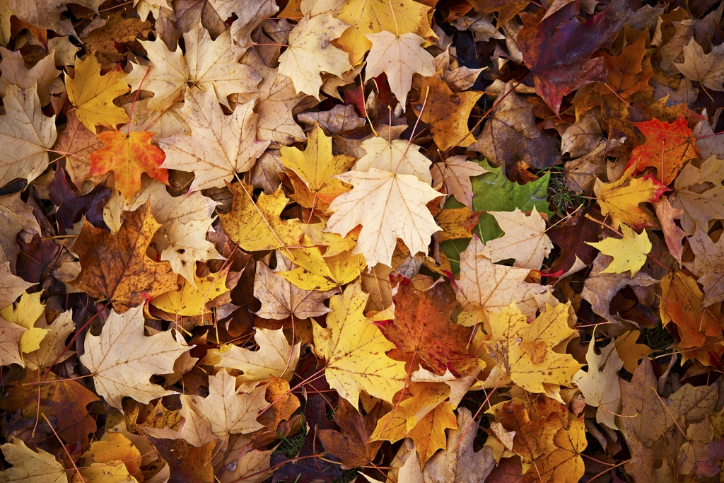 Durante el otoño se producen las antocianinas, pigmentos rojos, rosas y púrpuras en las hojas de algunos tipos de árboles. (ARCHIVO)