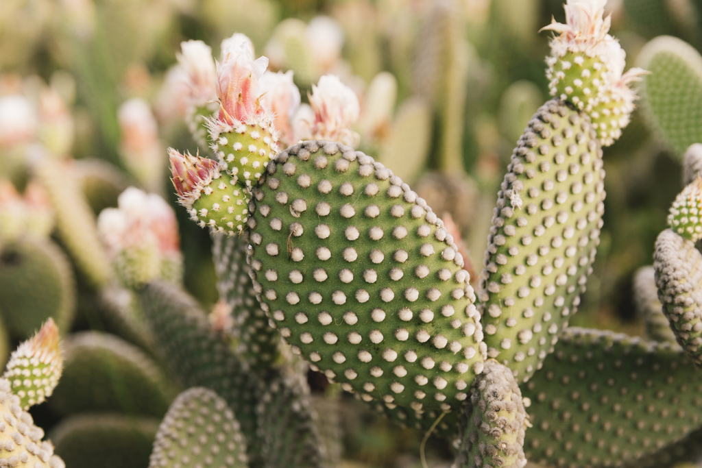 La raíz del nopal ayuda a combatir o prevenir distintas enfermedades. (ARCHIVO)