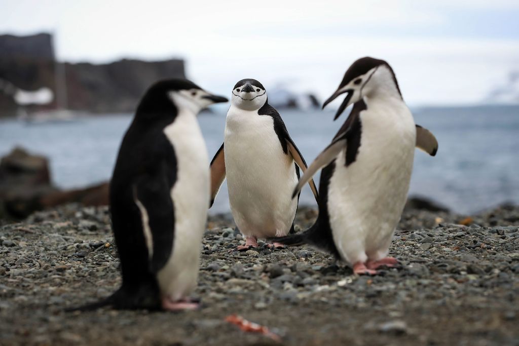 El deshielo de la Antártida, detalló el climatólogo, es el segundo factor contribuyente al alza del nivel del mar a nivel mundial. (ARCHIVO) 