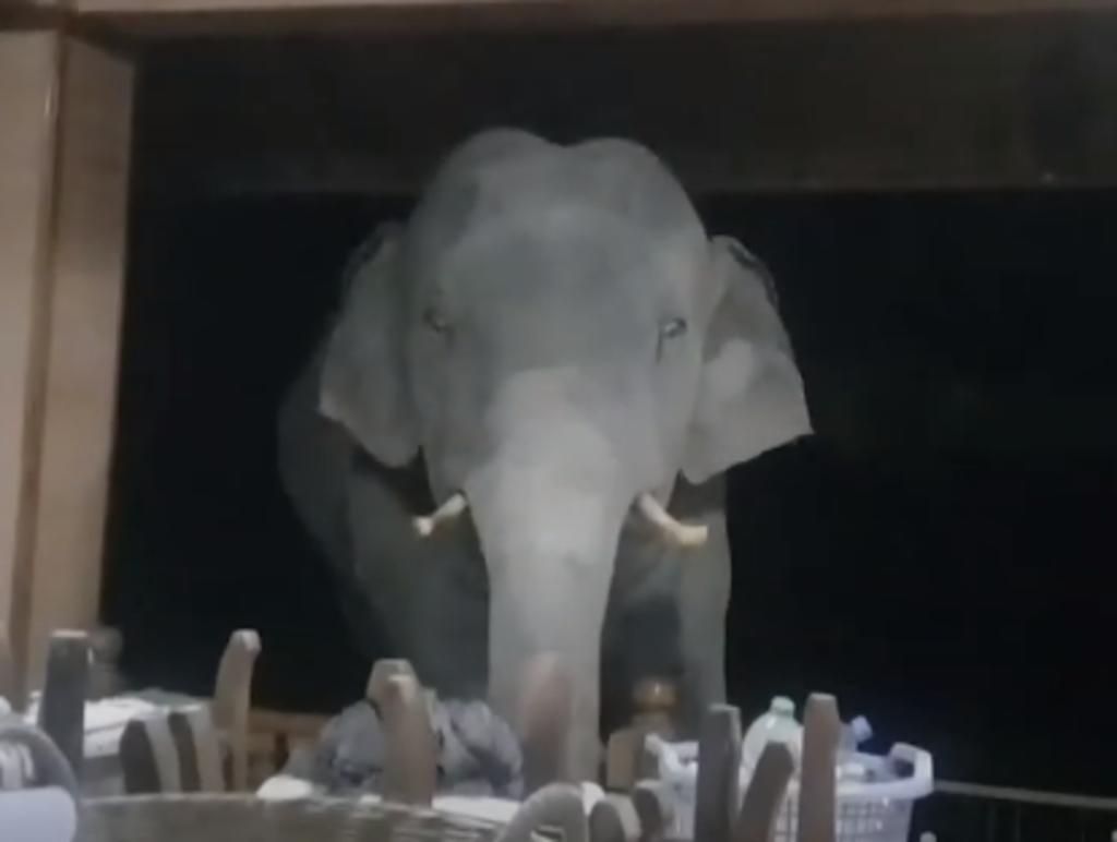 El elefante se retiró tras unos cuantos minutos (CAPTURA)