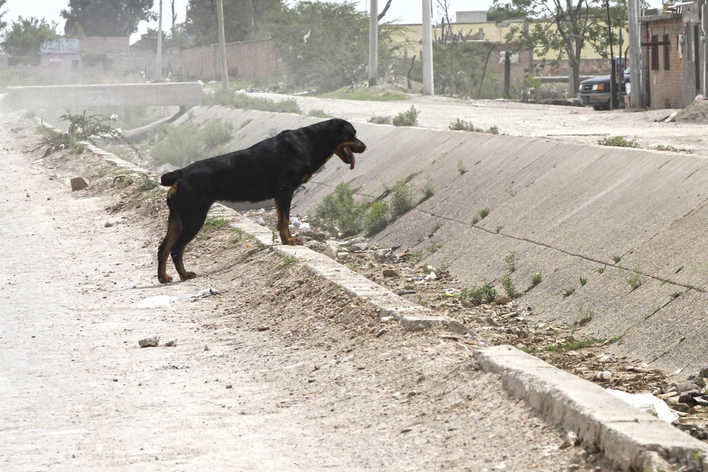 El hombre que se encontraba acusado de haber matado un perro a inicios del año en Arteaga, logró la suspensión condicional del proceso, no obstante, deberá cumplir con los acuerdos establecidos con la víctima por espacio de un año. (ARCHIVO)