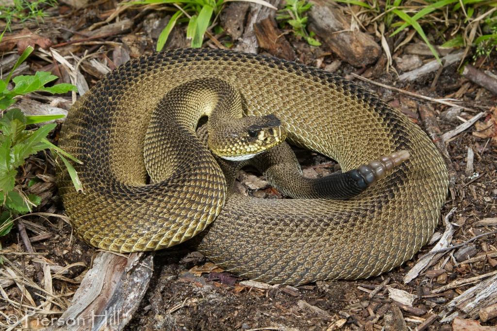 La mutación de un gen en la serpiente del maíz ha permitido a un grupo de científicos de la Universidad de Ginebra (UNIGE) entender el origen de los distintos colores y patrones presentes en la piel de todas las especies vertebradas. (ARCHIVO) 