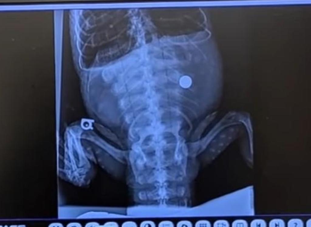 Pensaban que el animal esperaba crías, de ahí que hicieron un escaneo de su cuerpo. (INTERNET)