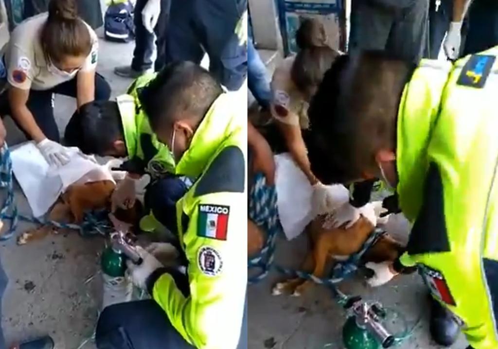 Personal de rescate tuvo que administrarle oxígeno al can a través de un tanque (CAPTURA) 