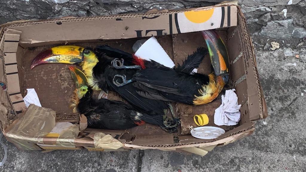 Los restos de tres tucanes fueron abandonados en una caja de cartón en calles de la ciudad de Puebla. (ESPECIAL)