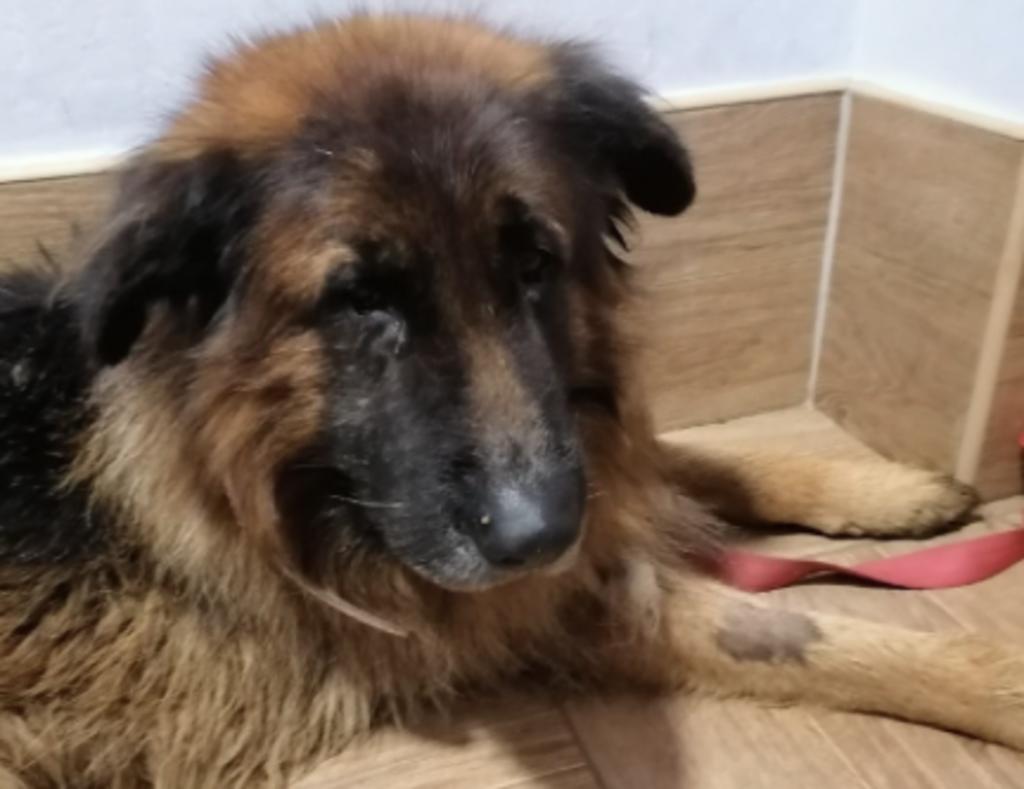 De acuerdo a una familia, Kiriusha, el perrito, fue sacrificado con un suero letal al sufrir una grave enfermedad, pero lo veterinarios solamente le detectaron artritis leve. (Especial)