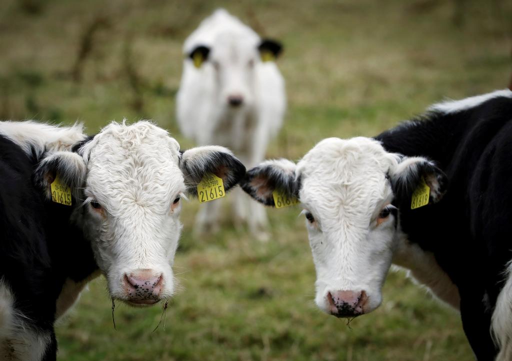Las vacas están más relajadas cuando un humano les habla directamente que cuando escuchan la grabación de la voz humana, según un estudio de la Universidad de Medicina Veterinaria de Viena (Austria), que publica Frontiers in Psychology. (ARCHIVO) 