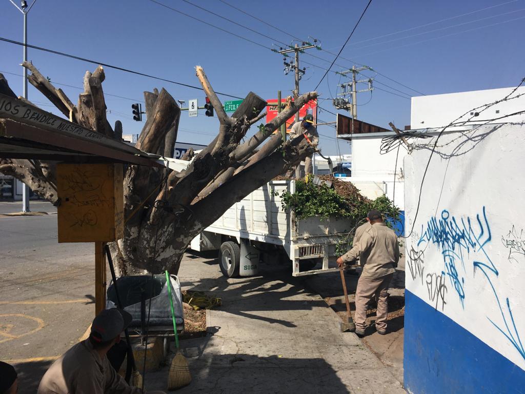 Personal del Simas Torreón concluyó este viernes con la poda de dos árboles de gran tamaño, esto a un costado de sus oficinas Abastos, en el cruce de Diagonal Reforma y Juan Francisco Ealy Ortiz de Torreón.
(FERNANDO COMPEÁN)
