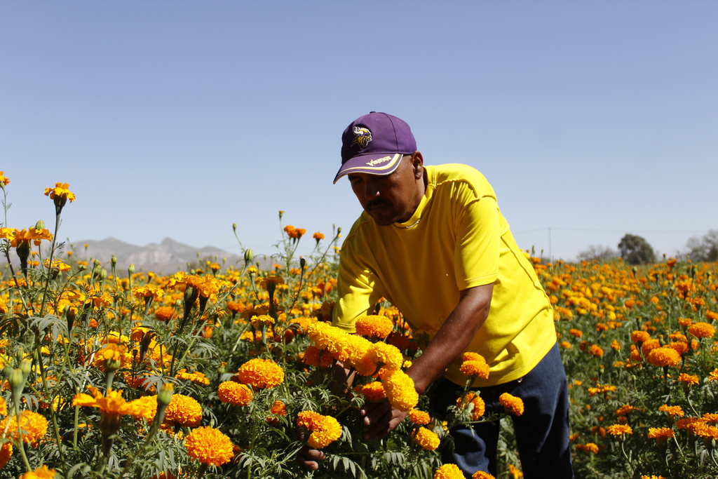 Testimonio. El campesino Paulo Calderón se ha dedicado al cultivo de esta flor durante dos décadas.