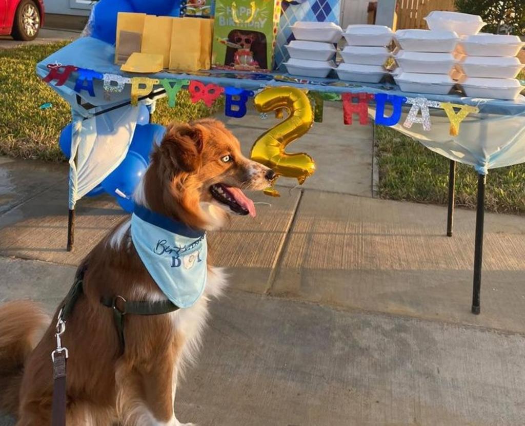 En Laredo, Texas, Toby, un perrito fue celebrado por su familia con una fiesta 'drive-thru' al estilo caravana como se ha estado haciendo durante la pandemia. (Especial) 