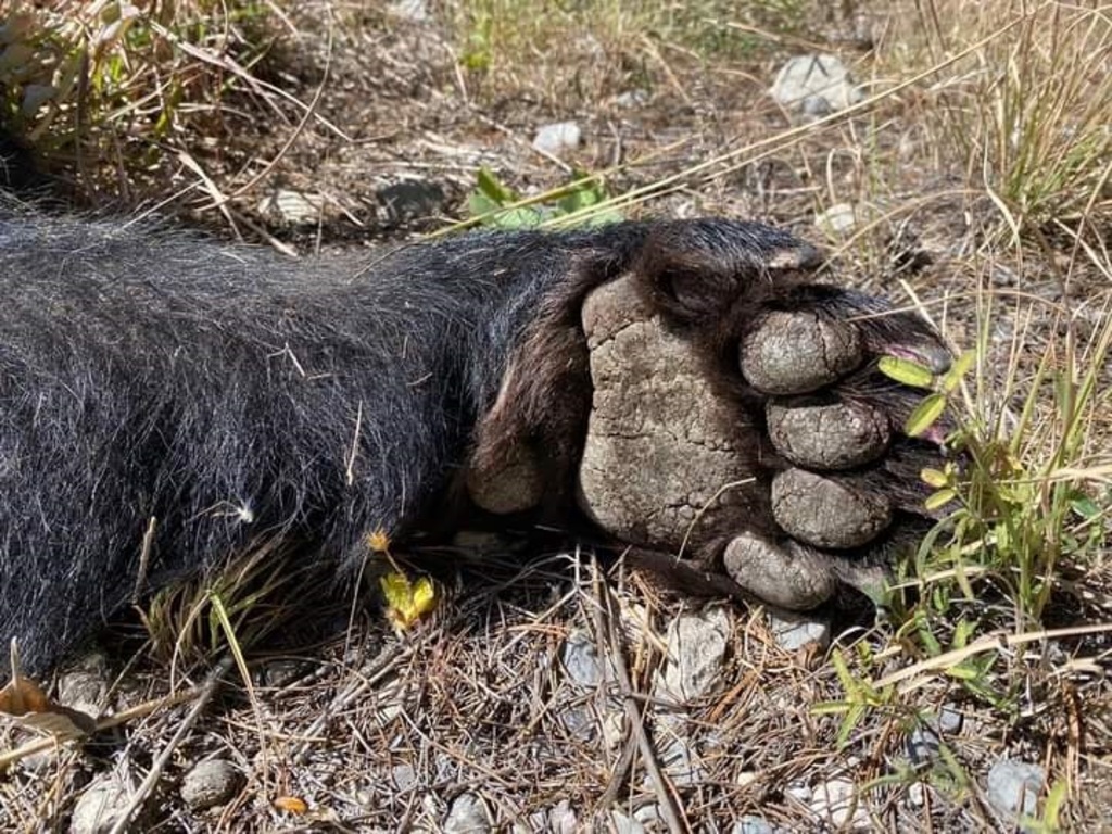 El oso negro es considerado una especie en peligro de extinción. En Coahuila se ubican principalmente en la Serranía del Burro.