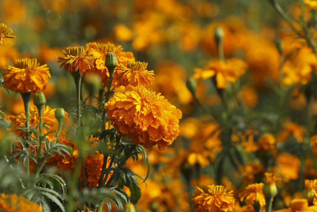 La flor de cempasúchil, luego de marcar el camino del retorno de los difuntos en los días de Muertos, no debe de ir a la basura puede ser reciclado en la elaboración de tés o infusiones para malestares estomacales y para insecticidas, señalaron jóvenes especializadas en biotecnología y floricultura que integran la organización Plantarium Toluca. (ARCHIVO)