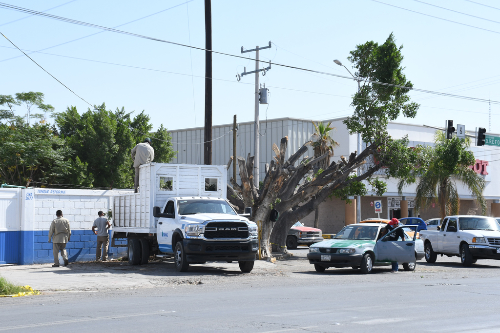 En este año se han registrado distintas situaciones irregulares de poda de árboles en Torreón.