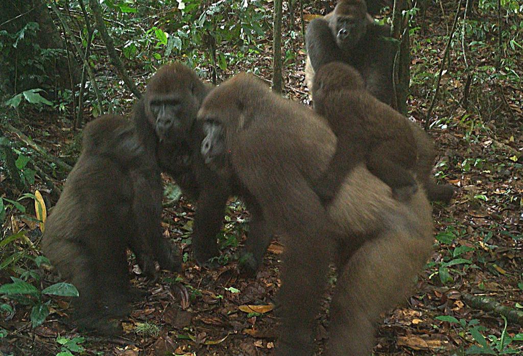Los gorilas son animales muy sociables... hasta cierto punto. Si hay muchos animales en una montaña, pueden tornarse más violentos, según los científicos. (ARCHIVO) 