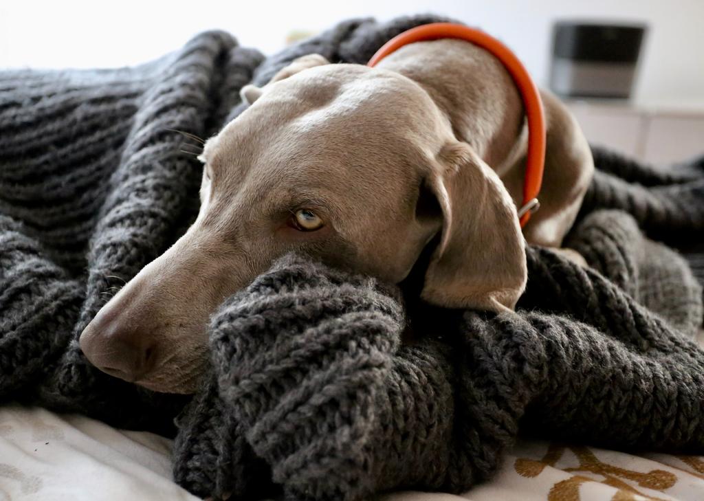 Cualquier persona que ha recibido la noticia de que su mascota tiene cáncer probablemente conocerá dos preocupaciones: ansiedad por la vida de su mascota y un tratamiento eficaz. (ESPECIAL)