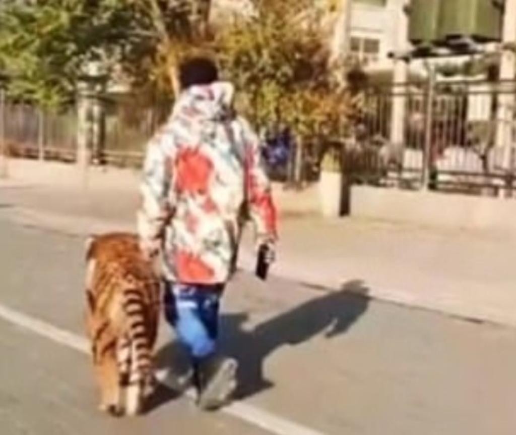 Por medio de redes sociales se difundió el video donde un hombre parecía pasear a un gran tigre por las calles con correa. (Especial) 