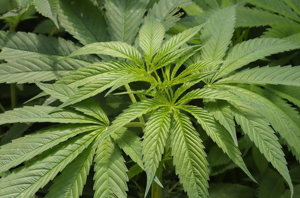 El dictamen que crea la Ley Federal para la Regulación del Cannabis avanzó en reunión a distancia de comisiones del Senado y será firmado el miércoles para ser enviado al pleno con el objetivo de ser votado en la misma semana. (ARCHIVO)