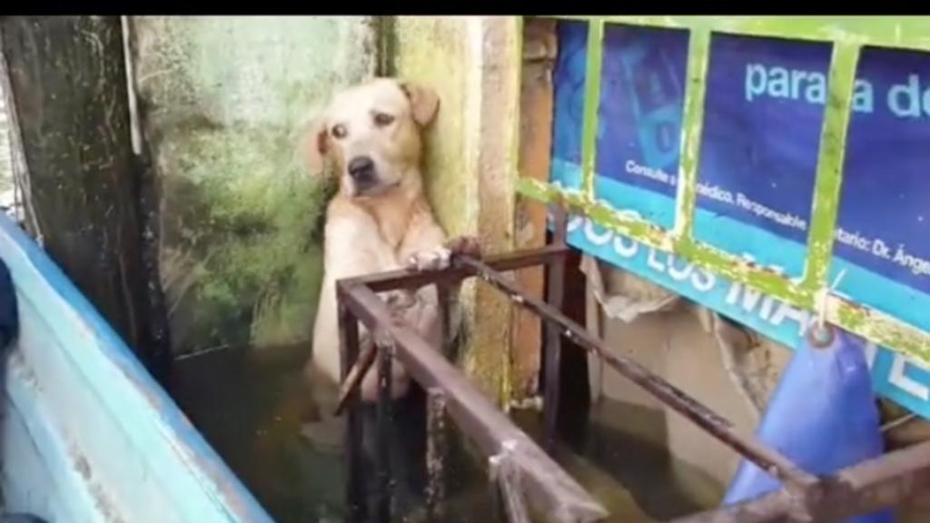 En redes sociales se ha compartido un video en donde los elementos de la Marina rescataron a un perrito que se encontraba atrapado en un rincón en medio de la inundación. (ESPECIAL)