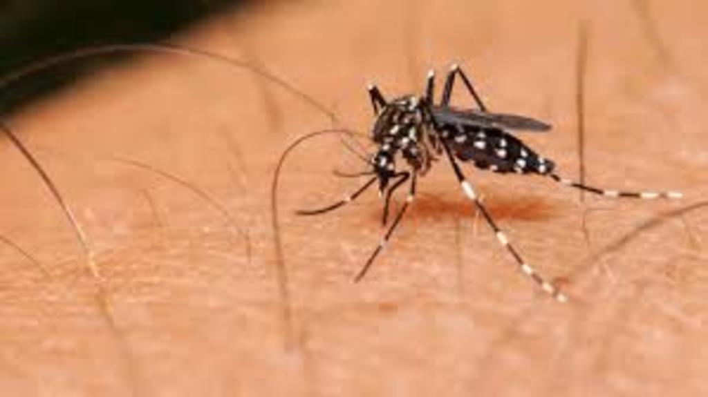 De 121 casos sospechosos de dengue, ya se han confirmado 33 casos positivos.(ARCHIVO)