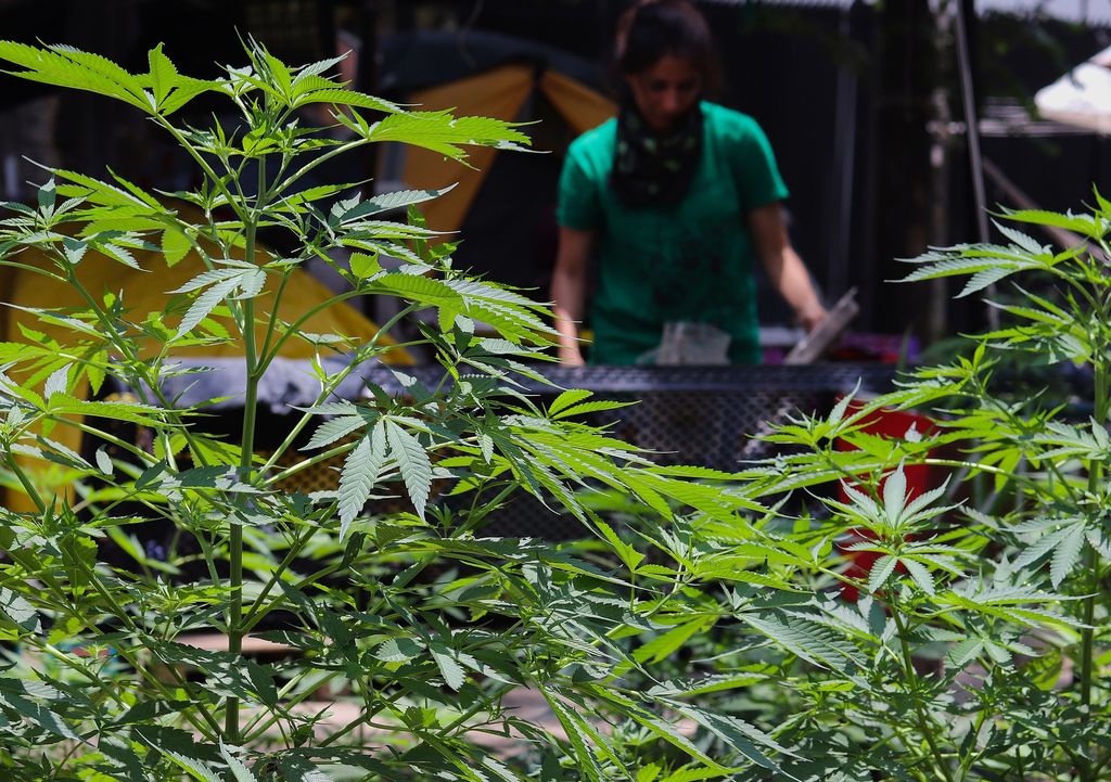 El Senado de la República aprobó la despenalización de la marihuana para su uso lúdico.