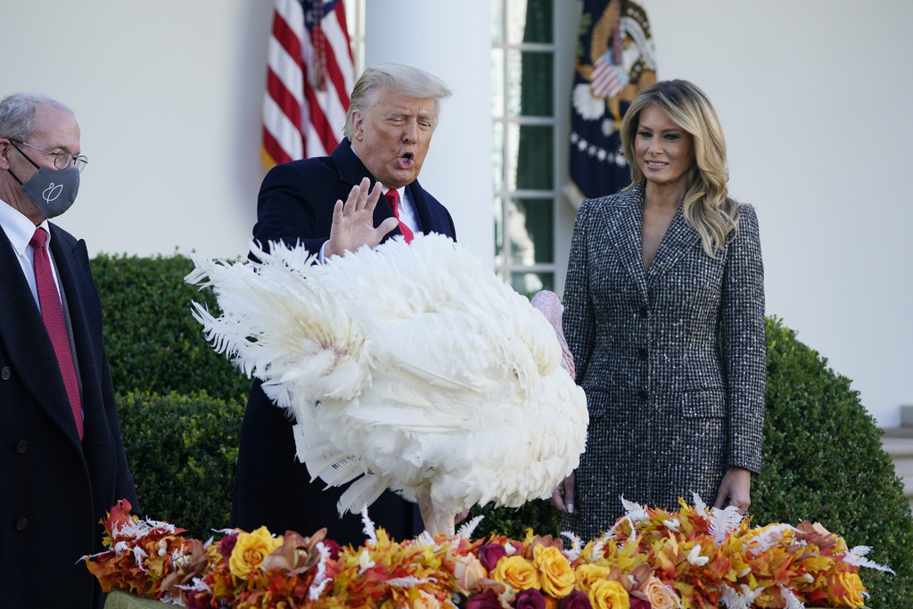 Minutos después del acto de Biden, en la Casa Blanca se llevó la celebración del indulto presidencial al pavo de Acción de Gracias. (AP) 