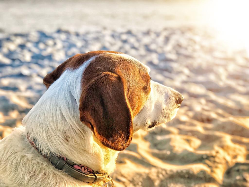 El sol es el máximo aporte de vitamina D al que podemos recurrir. Independientemente de la estación en que nos encontremos, seguramente has notado cómo tu perro se pone al sol e incluso parece ser un momento que espera ansiosamente.  (ESPECIAL)