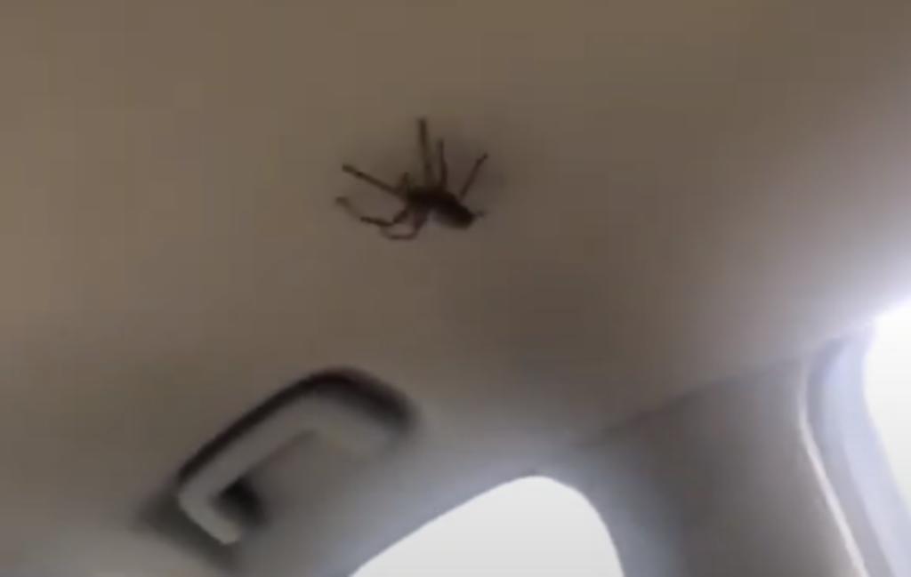 Las mujeres lograron sacar a la araña con vida del auto (CAPTURA)