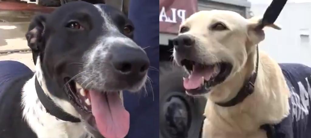 La marina le da la bienvenida a los nuevos integrantes caninos a la Familia Naval (CAPTURA) 