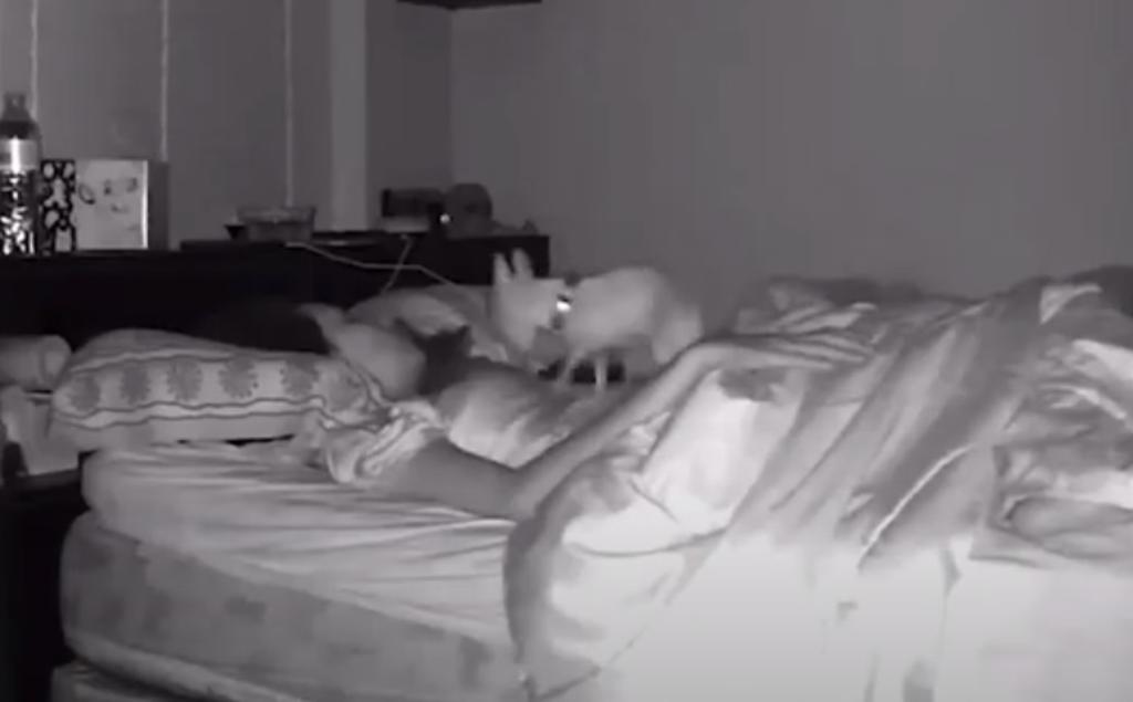 Según la mujer, la mascota la sorprendió mientras dormía y no pudo hacer nada por detenerla (CAPTURA) 