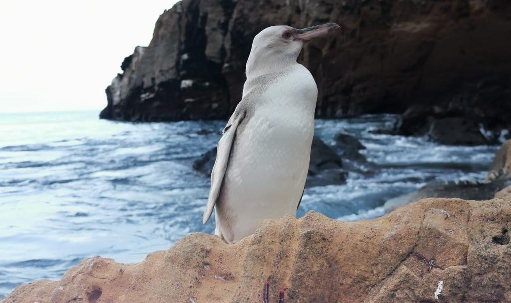 El pingüino fue avistado el día 19 por un guía en la isla Isabela (CAPTURA) 