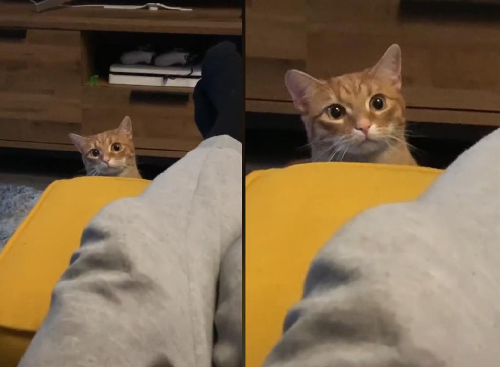 La expresión de sorpresa del gato causa risa. (INTERNET)