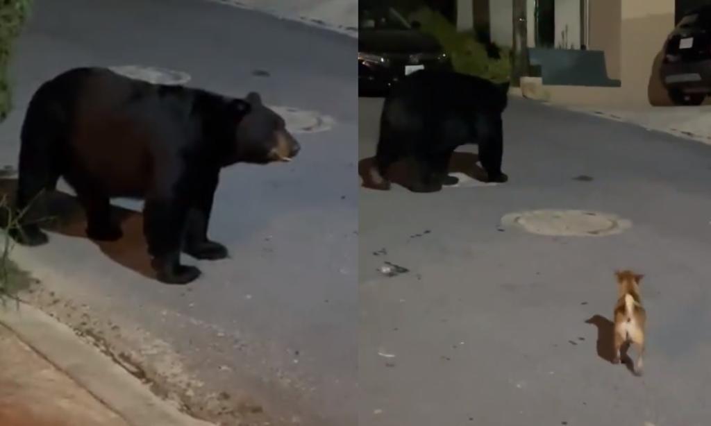 El perrito llamado 'Tigre', acaparó las miradas en redes sociales al ahuyentar al oso en Nuevo León (CAPTURA) 